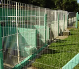 Canis em Trindade - GO